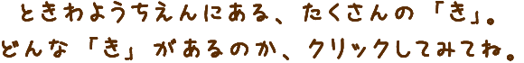 ときわようちえんにある、たくさんの「き」。どんな「き」があるのか、クリックしてみてね。